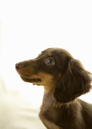 膝蓋骨脱臼予防も最適ペット用防水マット