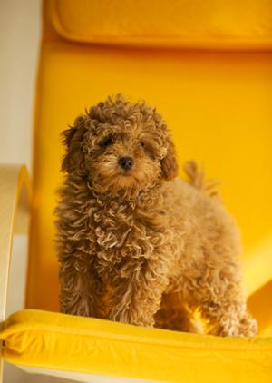 いろんな種類のチワワを取り扱っています