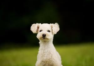 横浜の隠れた癒しハリネズミカフェ