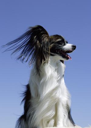 「豊中の猫専門トリミングサロンで愛するペットをプロの手にお任せ」