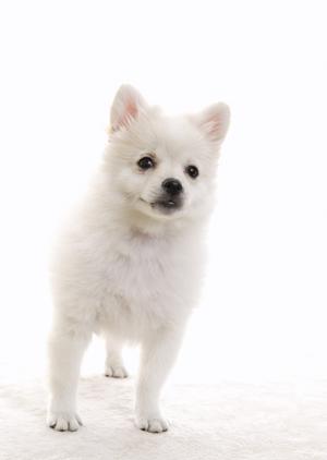 札幌西区の緑の森どうぶつ病院:年中無休の犬・猫専用環境と丁寧な予防医療・手術対応