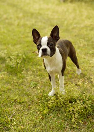 キャットファーム大谷はマンチカンの専門店です