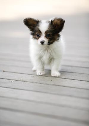 アサンテのシロアリ駆除サービス|安心の土日対応・即日施工実現