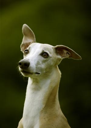 うさぎの診察も安心出来る動物病院