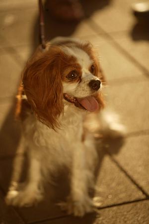 杉並区で動物病院を探しているならここ