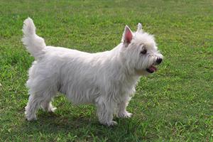 療法食のロイヤルカナンなら安心