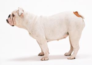 老犬介護に悩んだらご相談ください