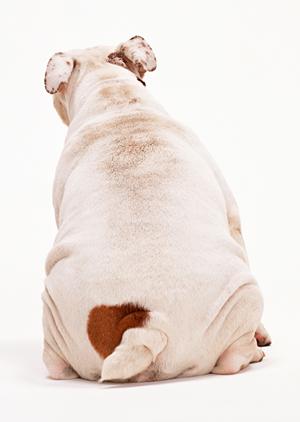 埼玉県でペット葬儀をするならば