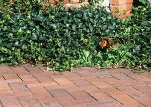 ペットと一緒に安心して移動!タクシーサービスの選び方完全ガイド