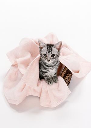 大阪でペット火葬をするならこの会社で