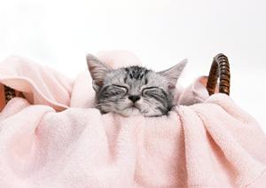 犬に優しい無添加のシャンプーについて