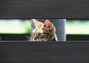 通販で良質のドッグフードを購入しよう