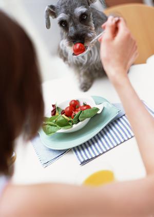 夜間診療は飼い主もペットも助かる